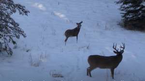 Buck with 2 D doe decoy