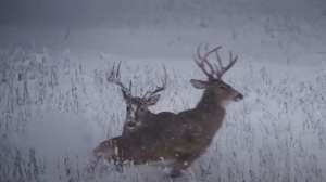 Bucks fighting in beans