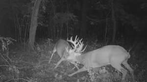 Bucks fighting on Stealth Cam