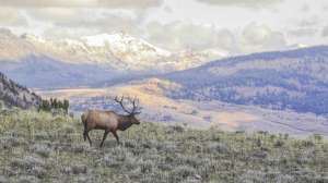 Bull elk in Rocky Mountains
