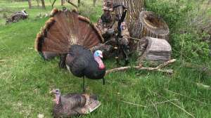 Butt on the ground turkey ambush