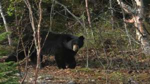 Callingblackbears700x344 181003 161314