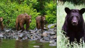 Camping bear country september lead 181004 084609