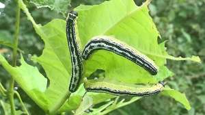 Catalpa worms Arkansas AGFC