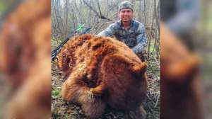 Cinnamon bear beauty