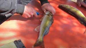 Cleaning walleyes Manitoba