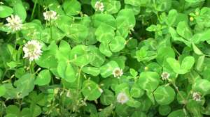 Clover growing