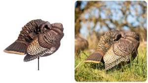 Collage DSD Preening Hen