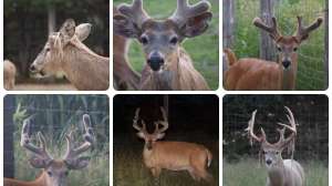 Collage antler growth time lapse