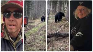 Collage bears around bait site