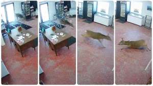 Collage deer through glass door