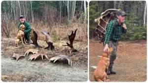 Collage dog moose sheds