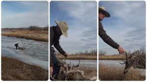 Collage saving buck from river