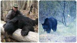 Collage spring vs fall black bears