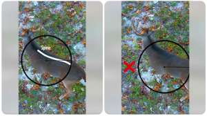 Collage straight down shots