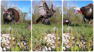 Collage turkey attacks decoy
