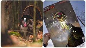 Collage wild turkey target