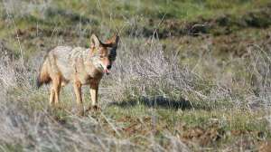 Comfort predator hunting lead 181003 155116