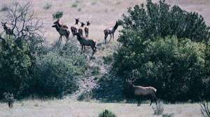 Copeland aggrelk 3 700 181003 162218