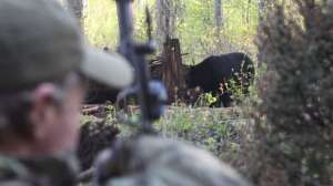 Copyright Mark Kayser 2011 05 23 8096 black bear hunting on the ground 181003 155822