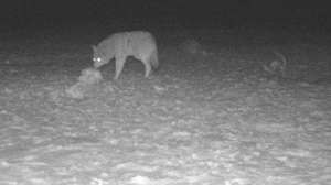 Coyote IR 1 eyes predator hunting night vision