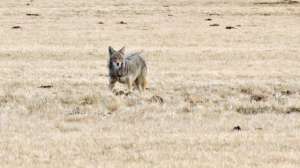 Coyote animal 181003 154838