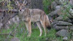 Coyote courtesy USFWS image640 181003 161503