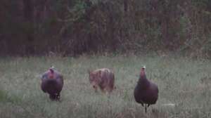 Coyote decoys resize