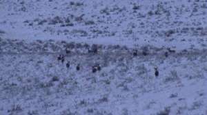 Coyote muledeer700 181010 154726