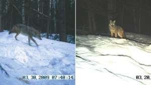 Coyote trail camera lead 181003 155938