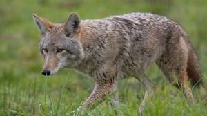 Coyote 181004 101010