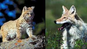 Coyote bobcat basics october lead 181003 155115