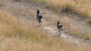 Coyote body language june lead 181003 161501