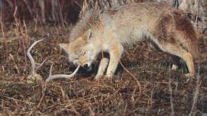 Coyote deer culling may lead 181003 161533