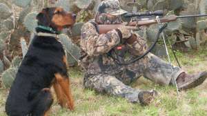 Coyote dog decoy september lead 181003 155939