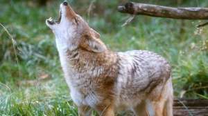 Coyote howling tom austin lead 181004 084537