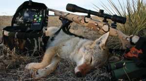 Coyote lead 181003 161521