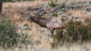 Cropped EB399 Elk bull