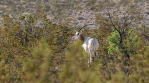 Cropped Possible Vertical LEAD Crop Ron Spomer Photo