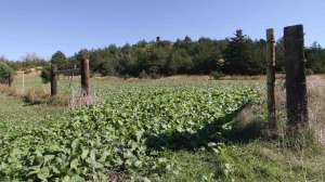Cropped SW228 Food plot at its peak copyright Mark Kayser