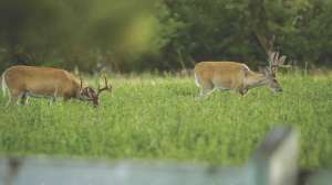 Cropped WBV28 Whitetail bucks on summer alfalfa plot copyright Mark Kayser