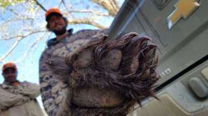 Cropped bear paw hunters credit Colleen Olfenbuttel NC Wildlife Resources Commission