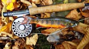 Cropped brook trout stocked by PFBC via SFR funding