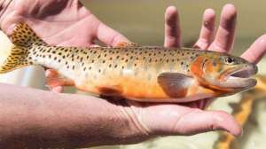 Cropped cutthroat trout USFWS NCTC