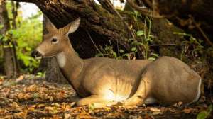 Cropped dsd productphotos beddeddoe field3 510x510