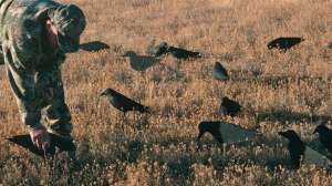 Crow hunting july px lead 181003 155419