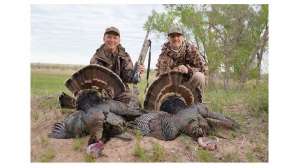 Dead turkeys texas