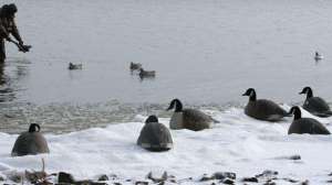 Decoy spread wr june lead 181003 155818