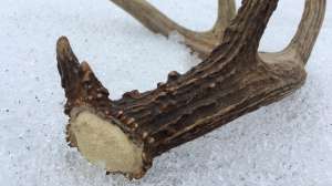 Deer antler on snow
