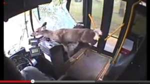 Deer bus 700 181010 154642
